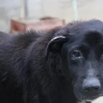 Pies do adopcji, Nowy Dwór Mazowiecki, 8 października 2023