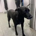 Znaleziono psa, Warszawa, 8 października 2023