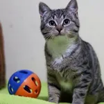 Kot do adopcji, Dłużyna Górna, 9 października 2023
