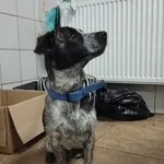 Znaleziono psa, Toruń, 8 października 2023