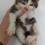 Kot do adopcji, Racławice, 8 października 2023