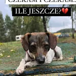Pies do adopcji, Korabiewice, 9 października 2023