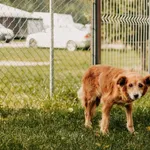 Pies do adopcji, Czartki, 10 października 2023