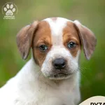 Pies do adopcji, Gdynia, 10 października 2023