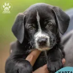 Pies do adopcji, Gdynia, 10 października 2023