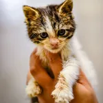 Kot do adopcji, Radom, 11 października 2023