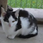 Kot do adopcji, Henrykowo, 11 sierpnia 2023
