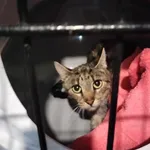 Kot do adopcji, Młodolino, 5 października 2023