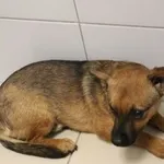 Pies do adopcji, Oborniki, 27 września 2023
