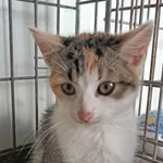 Kot do adopcji, Racławice, 11 października 2023