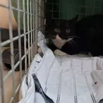 Kot do adopcji, Oborniki, 1 września 2023