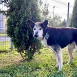 Znaleziono psa, Puławy, 9 października 2023