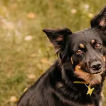 Pies do adopcji, Czartki, 5 października 2023