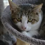 Kot do adopcji, Chełmek, 20 września 2023