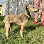 Znaleziono psa, Puławy, 11 października 2023