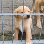 Pies do adopcji, Gorzów Wielkopolski, 8 października 2023