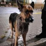 Znaleziono psa, Bydgoszcz, 6 października 2023