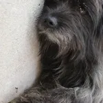 Pies do adopcji, Bełchatów, 10 sierpnia 2023