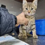 Kot do adopcji, Racławice, 15 października 2023