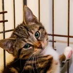 Kot do adopcji, Elbląg, 3 października 2023