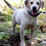 Pies do adopcji, Dłużyna Górna, 18 października 2023