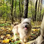 Znaleziono psa, Sosnowiec, 14 października 2023