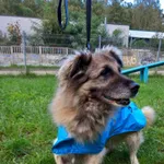Pies do adopcji, Kielce, 18 października 2023