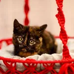 Kot do adopcji, Elbląg, 9 października 2023