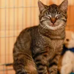 Kot do adopcji, Elbląg, 10 września 2023