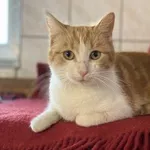 Kot do adopcji, Brodnica, 19 października 2023