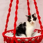Kot do adopcji, Elbląg, 3 października 2023