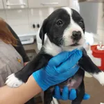 Pies do adopcji, Zielona Góra, 19 października 2023