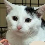 Znaleziono kota, Gdynia, 22 grudnia 2025