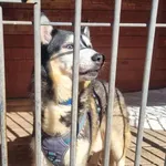 Pies do adopcji, Gorzów Wielkopolski, 20 września 2023