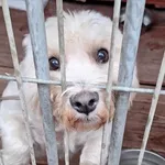 Pies do adopcji, Gorzów Wielkopolski, 19 października 2023