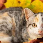 Znaleziono kota, Sosnowiec, 21 października 2023