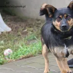 Pies do adopcji, Nowy Dwór Mazowiecki, 21 października 2023