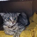 Kot do adopcji, Świdnica, 31 sierpnia 2023