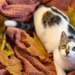 Znaleziono kota, Sosnowiec, 20 października 2023
