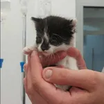 Kot do adopcji, Grudziądz, 21 października 2023
