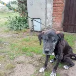 Znaleziono psa, Młodolino, 20 października 2023