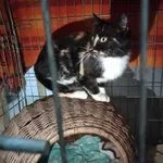 Kot do adopcji, Młodolino, 24 października 2023