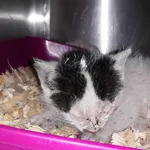 Kot do adopcji, Włocławek, 24 października 2023
