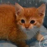 Kot do adopcji, Chełmek, 20 października 2023