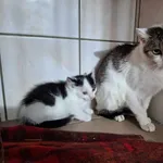 Kot do adopcji, Orzechowce, 26 października 2023