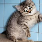 Kot do adopcji, Dłużyna Górna, 26 października 2023