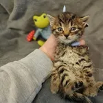 Kot do adopcji, Racławice, 22 października 2023
