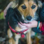 Pies do adopcji, Jelenia Góra, 13 października 2023