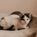 Kot do adopcji, Czartki, 26 października 2023