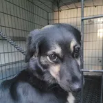 Pies do adopcji, Zielona Góra, 27 października 2023